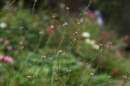 Verbena officinalisIJzerhard bestellen